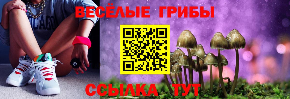 Галлюциногенные грибы Psilocybe Коркино